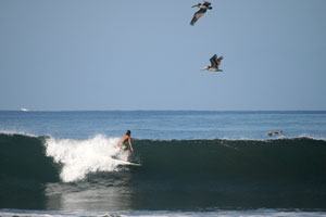 Pelicans passing above a surfer.